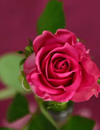 Dolly Irene (George) Anderson Obituary