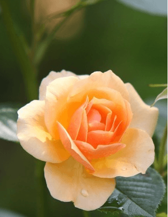 Julie Lynne (Cravener) Claypool Obituary