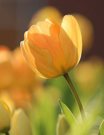 Carol (Dargue) Culp Obituary