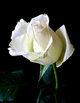 Bernice A. (Wise) Toy Obituary